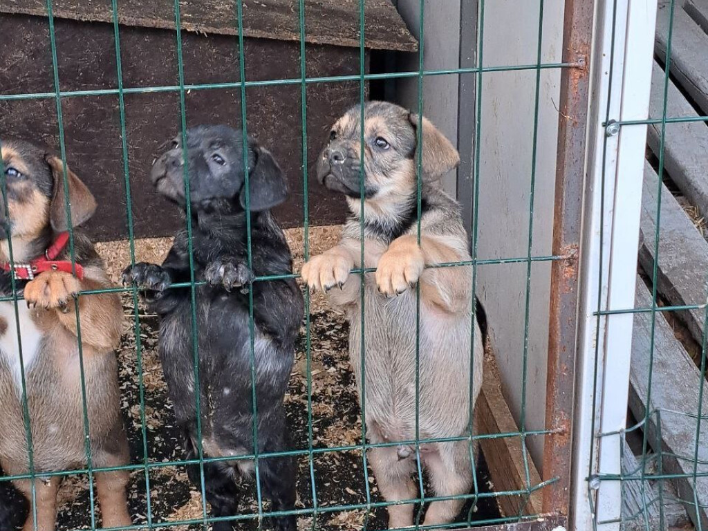 Добрі справи об’єднують: студенти кафедри анатомії людини відвідали пункт перетримки тварин у Полтаві