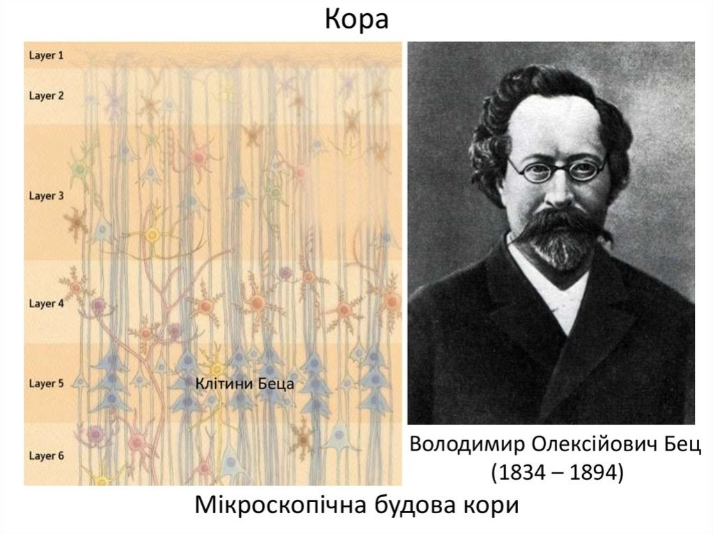 Відкриття та дослідження Володимира Беца: пам'ятний захід на кафедрі анатомії