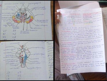 Організація дистанційного навчання на кафедрі анатомії людини
