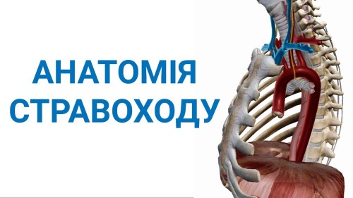 Відіотека.