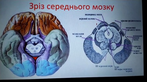 Відіотека.