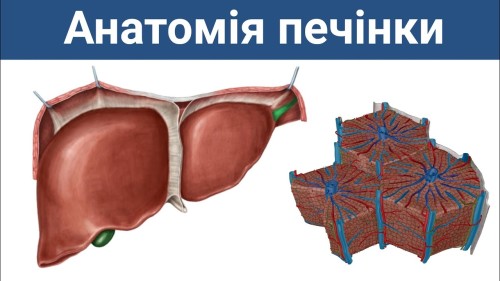 Відіотека.