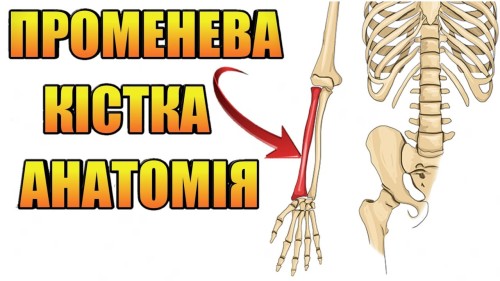 Відіотека.