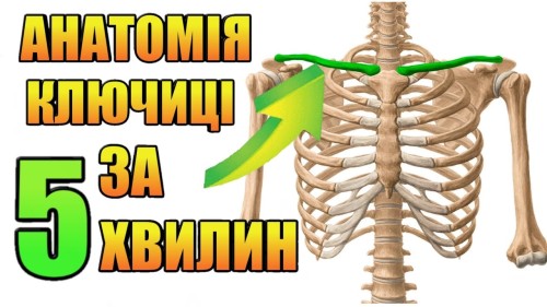 Відіотека.