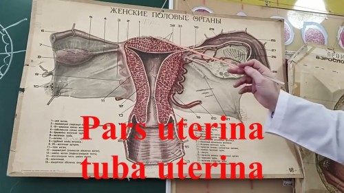 Відіотека.