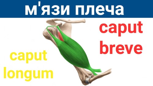 Відіотека.
