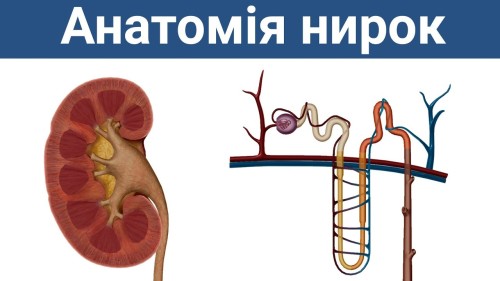 Відіотека.