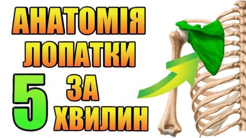 Відіотека.