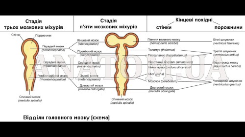 Відіотека.