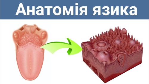 Відіотека.