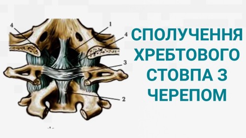Відіотека.