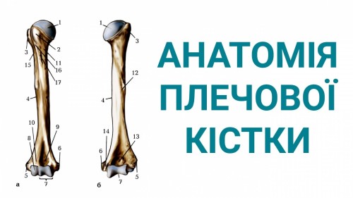 Відіотека.