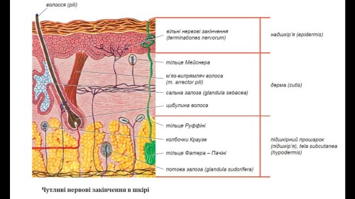 Відіотека.
