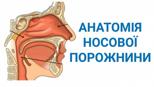 Відіотека.