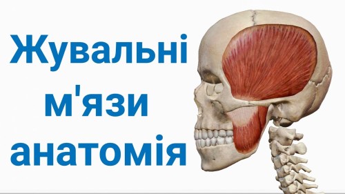 Відіотека.