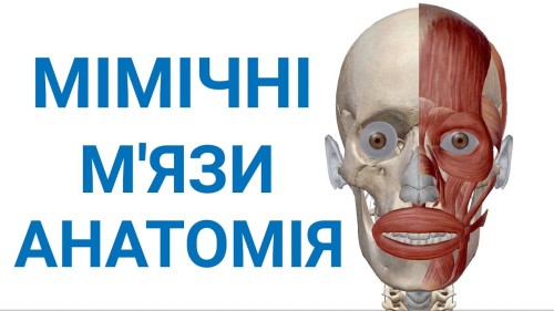 Відіотека.